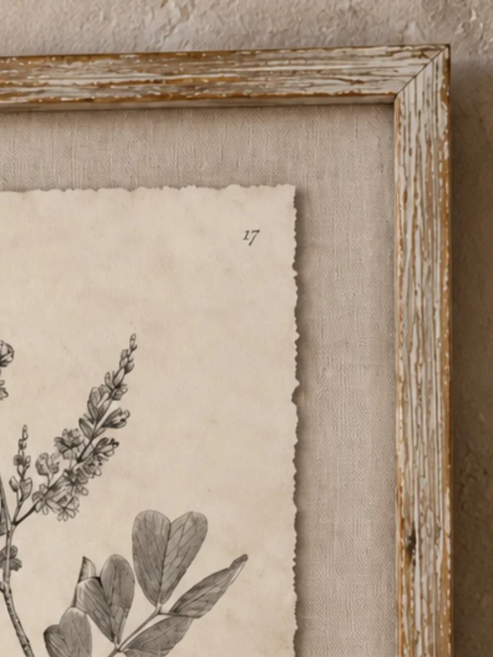 Vintage Framed Haematoxylum Campechianu Botanical Sepia Print Medical Botany Art